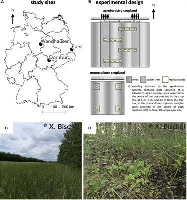 Poplar Rows in Temperate Agroforestry Croplands Promote Bacteria, Fungi, and Denitrification Genes in Soils